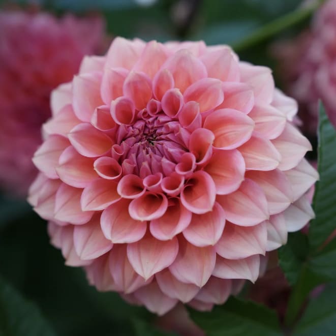 RM Pink Sugar
