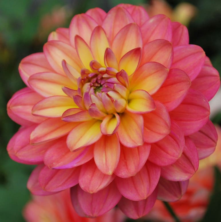 Melody Allegro