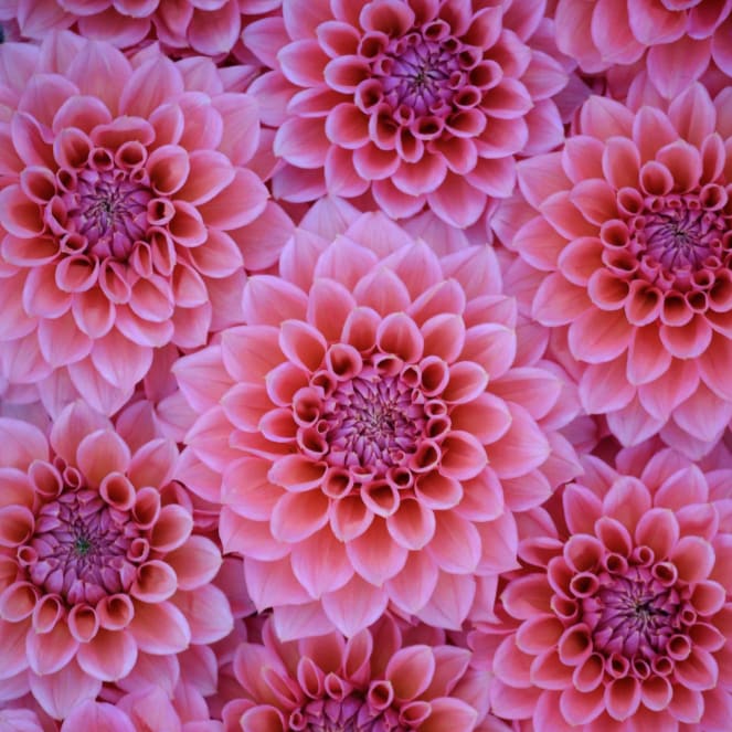 RM Pink Sugar