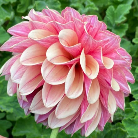KA's Rhubarb