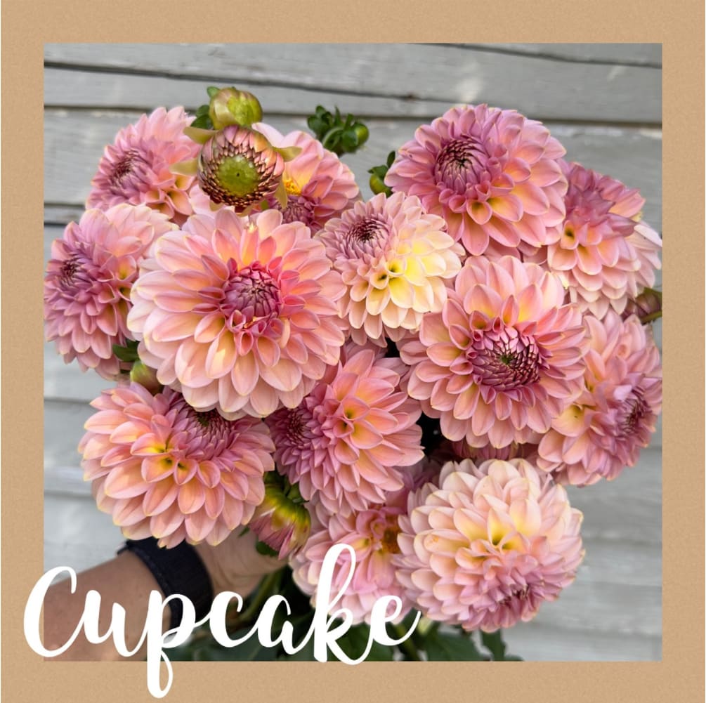 Cupcake