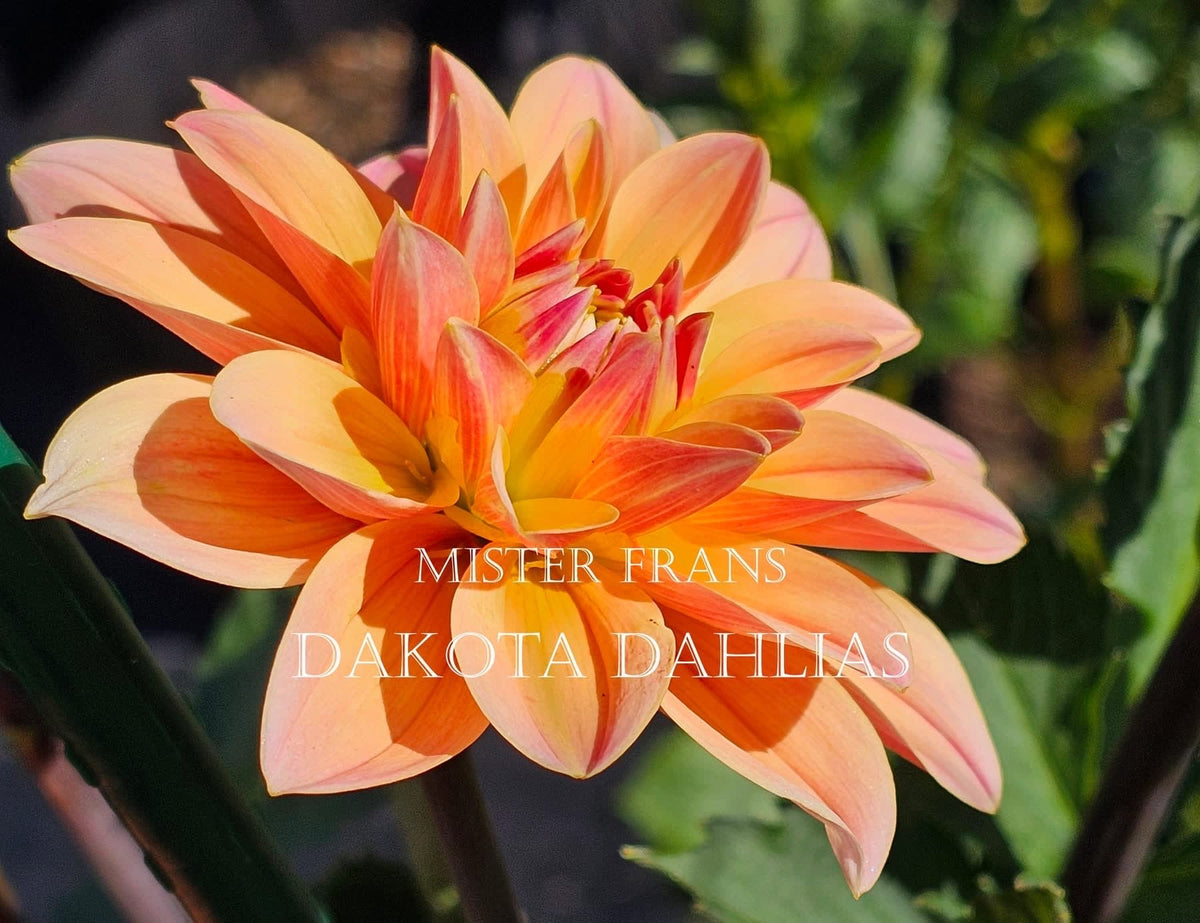 Mister Frans