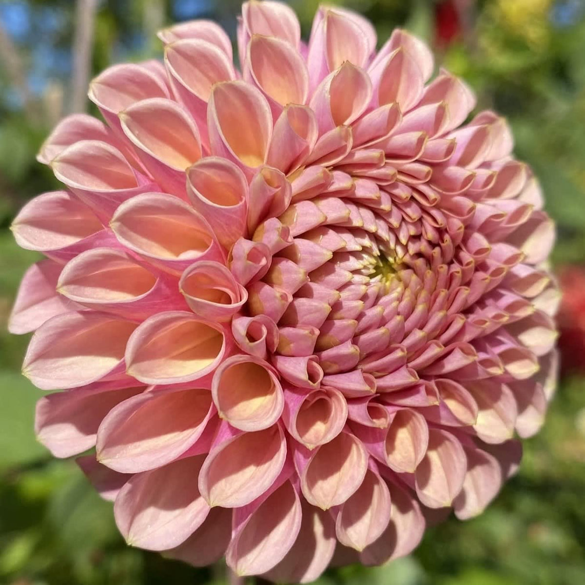 Bracken Ruse (Rose)