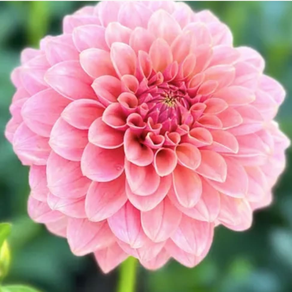 KA's Boho Peach