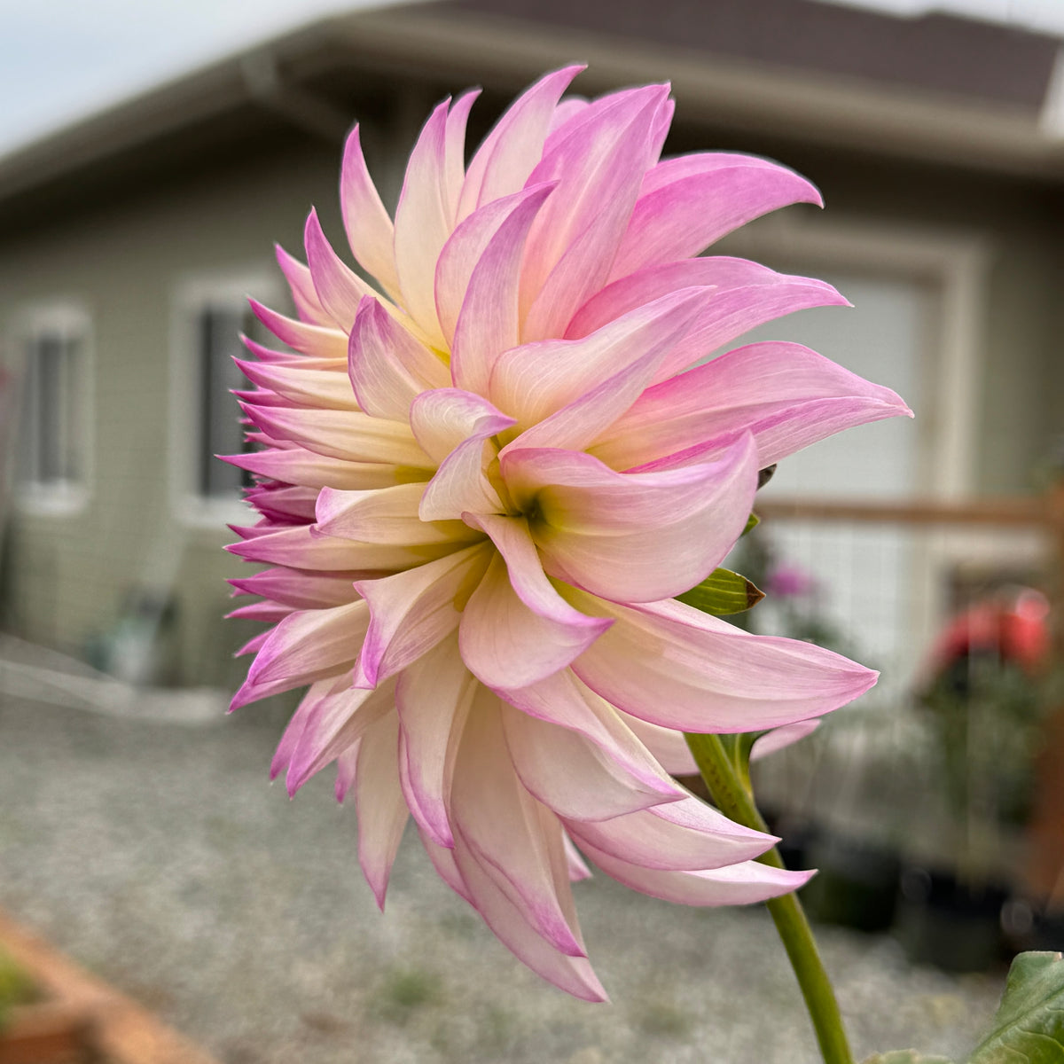Tahoma Lizzie