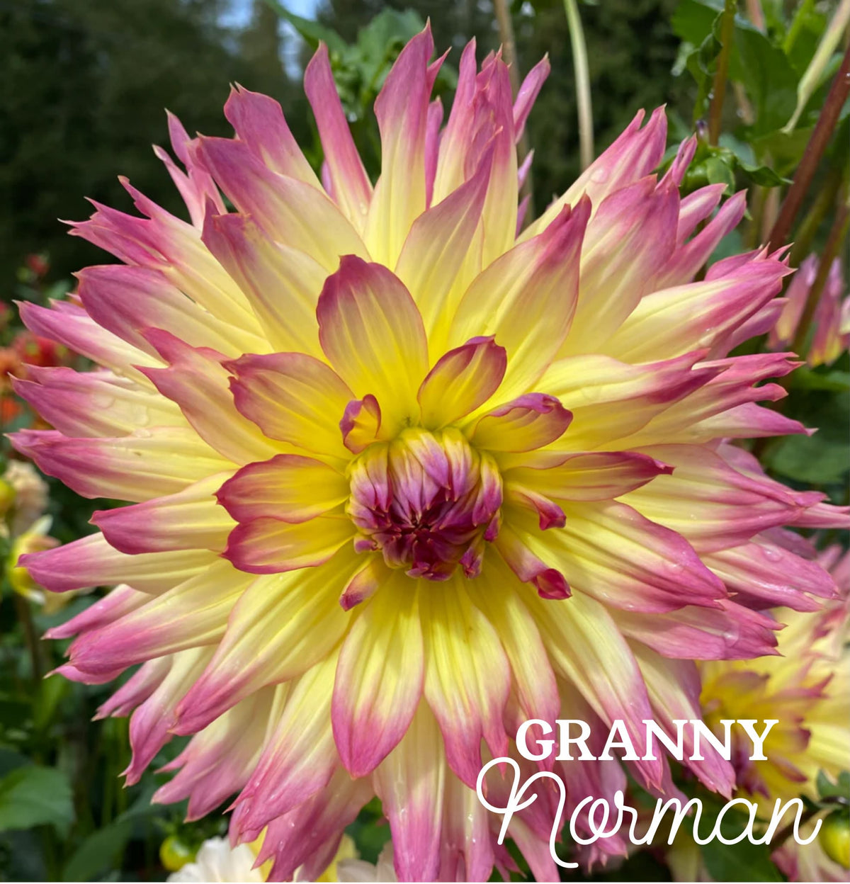 Granny Norman