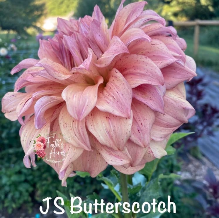 JS Butterscotch