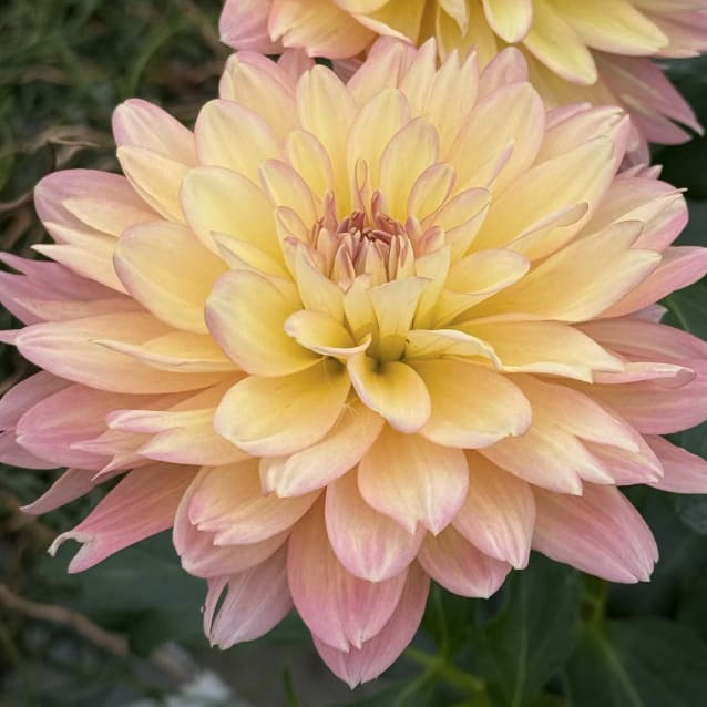 Burfoot Lotus