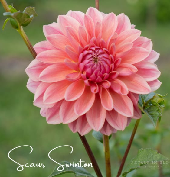 Scaur Swinton