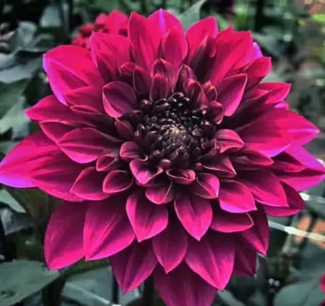 Purple Haze
