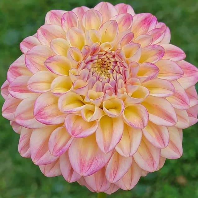 Florelie Harmony