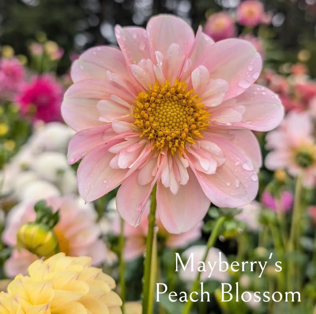 Mayberry's Peach Blossom