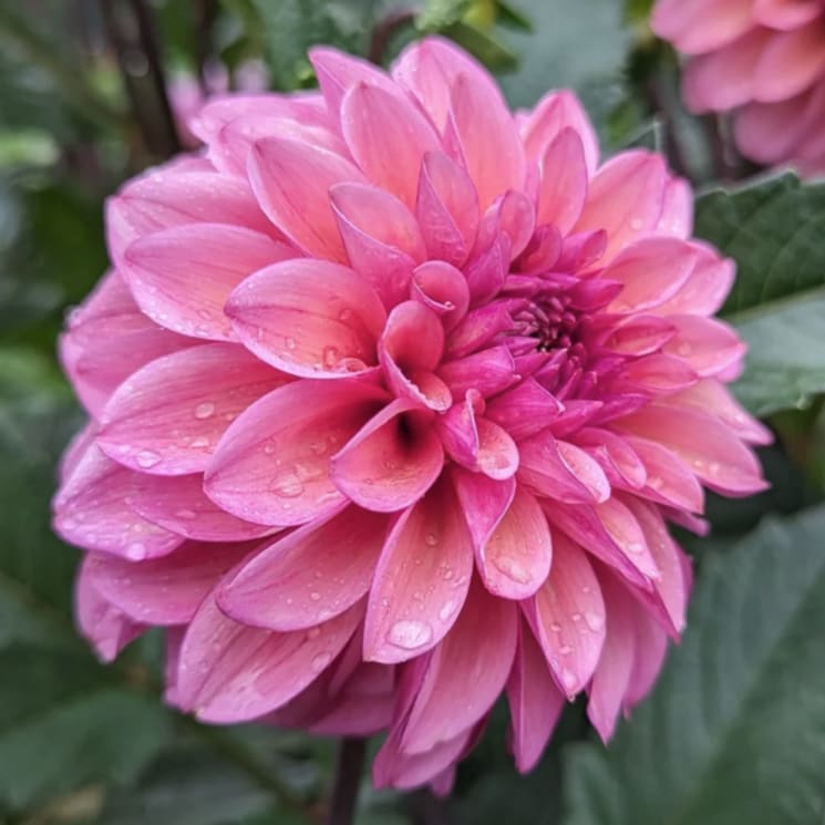 Coseytown Avonlea