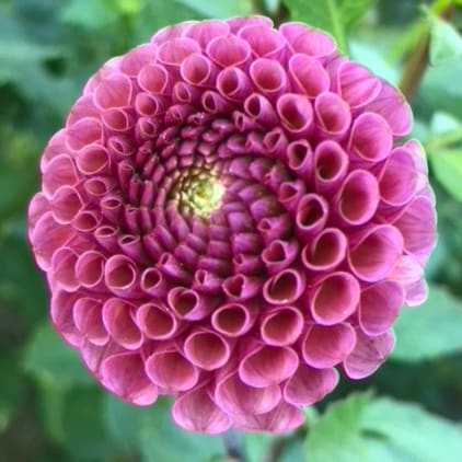 Koko Puff
