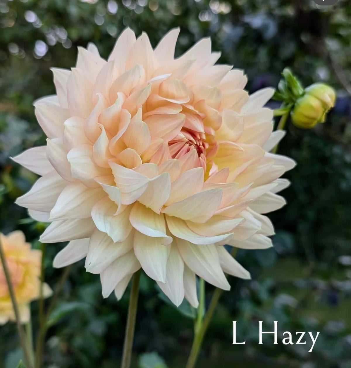 L Hazy