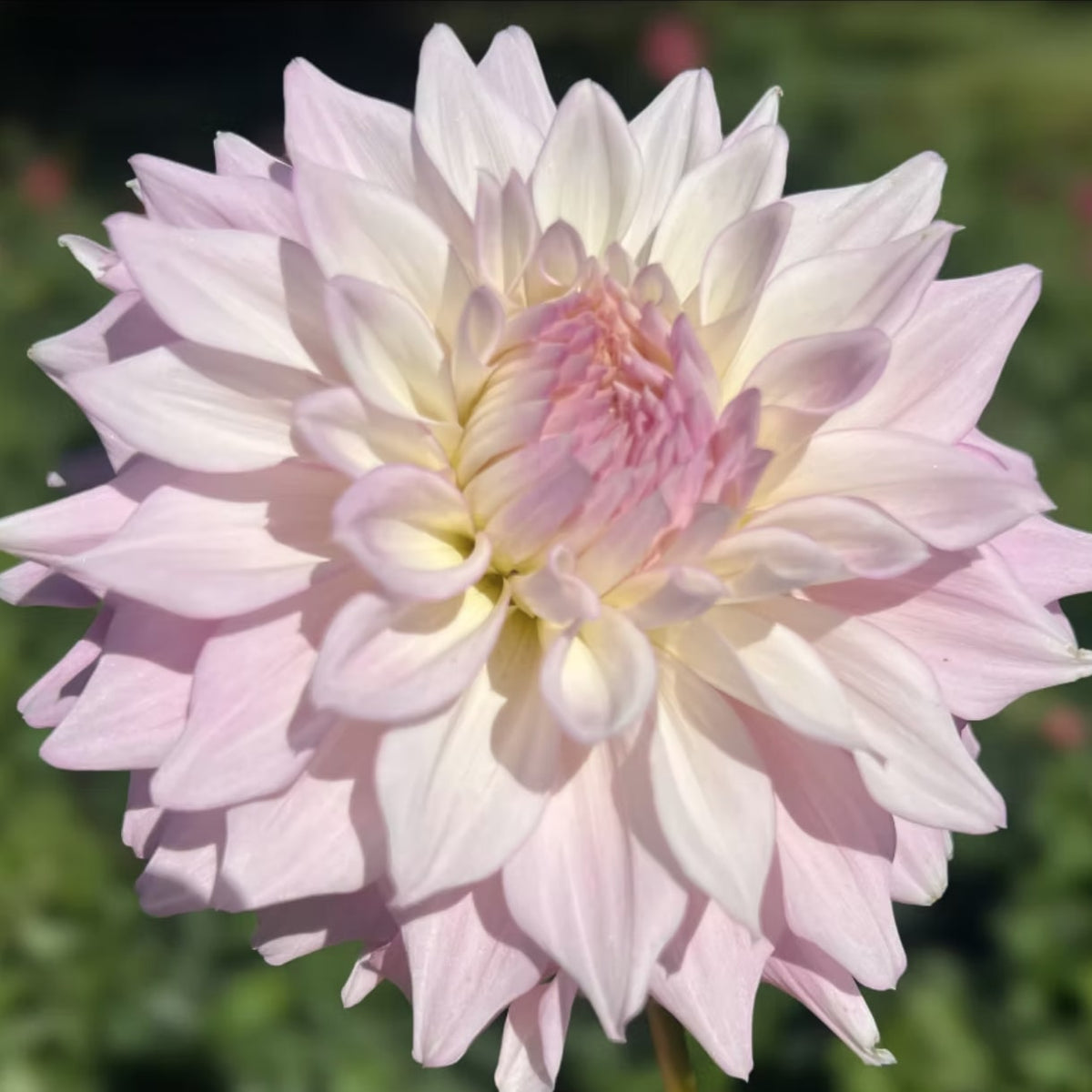Lee's Blushed Charmeuse