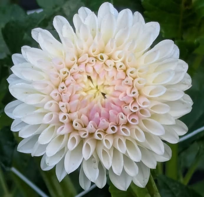 Tahoma Kelli