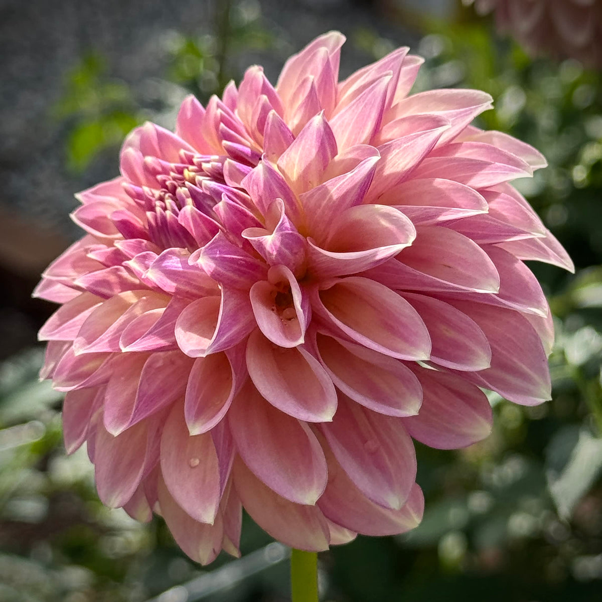 Boundary Sophie