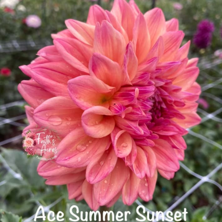 Ace Summer Sunset