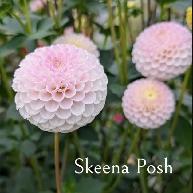 Skeena Posh