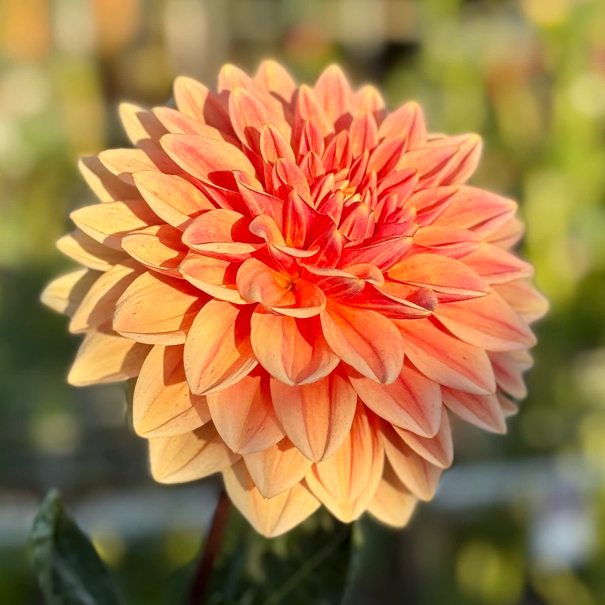 Apricot Desire