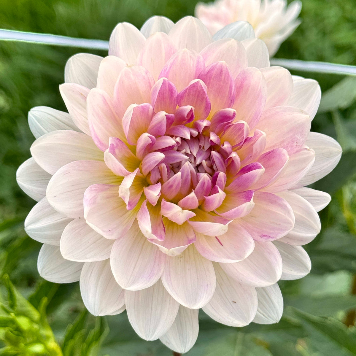 Kelgai Ann