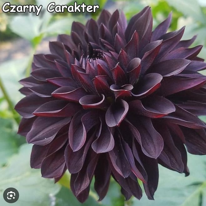 Czarny Charakter