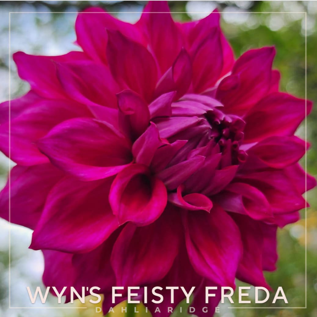 Wyn's Feisty Freda
