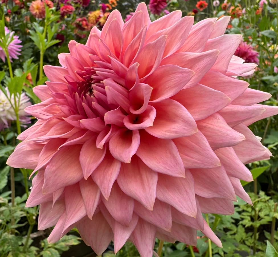Wyn's Pink Pearl