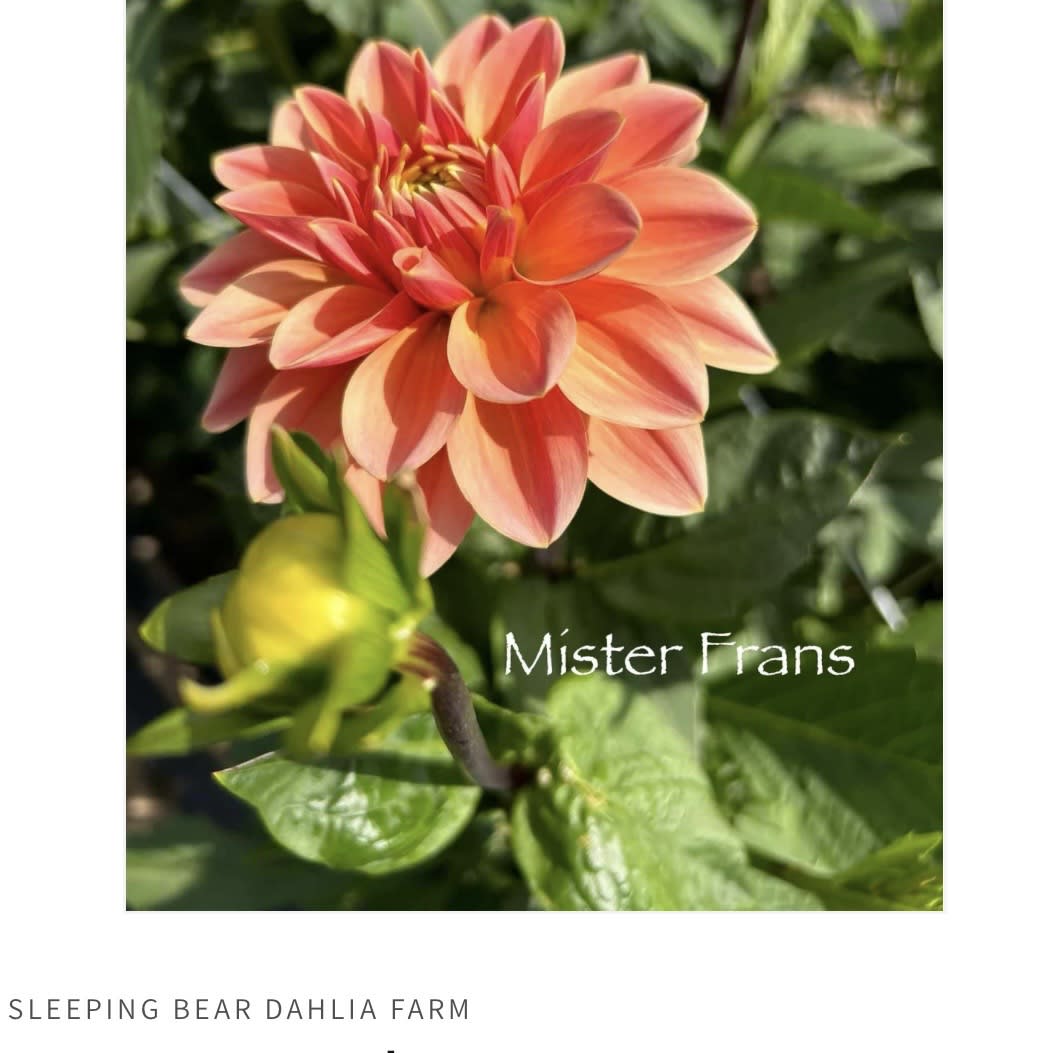 Mister Frans