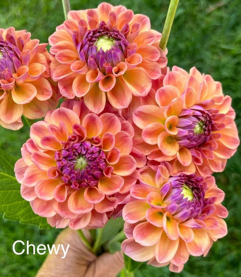 Chewy