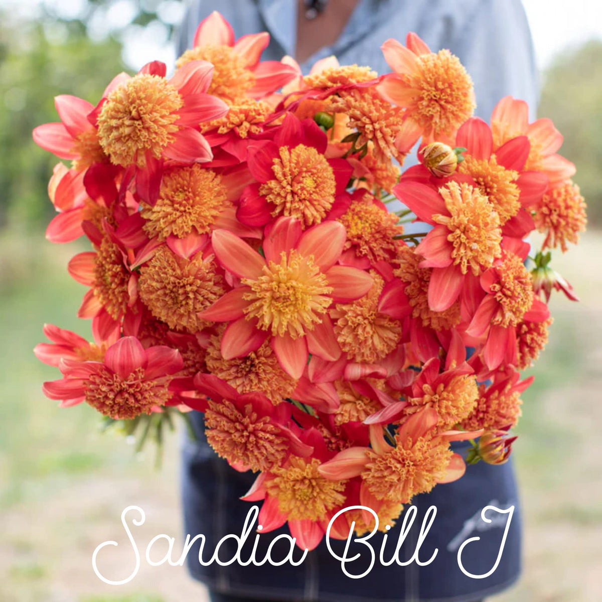 Sandia Bill J