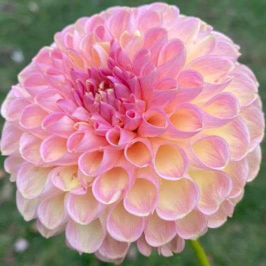20th Ave Softer Peach