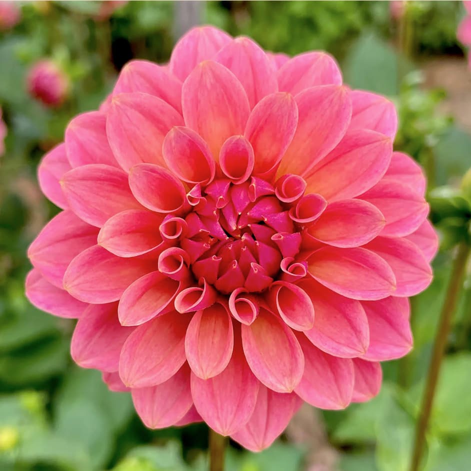 KA's Boho Peach