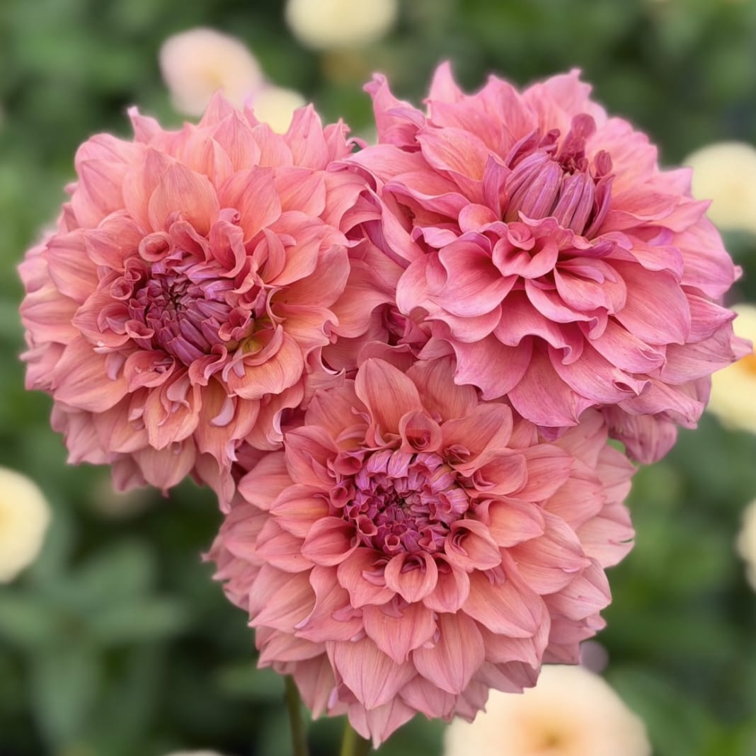Lileah Saffron Petticoat