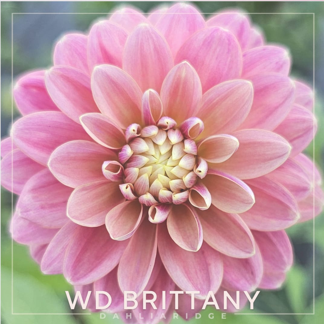 WD Brittany