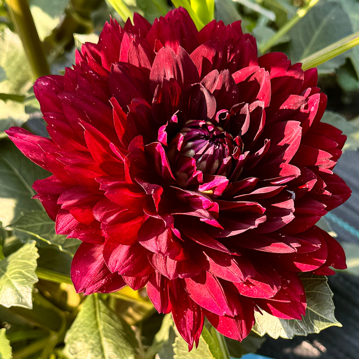 Hollyhill Black Widow