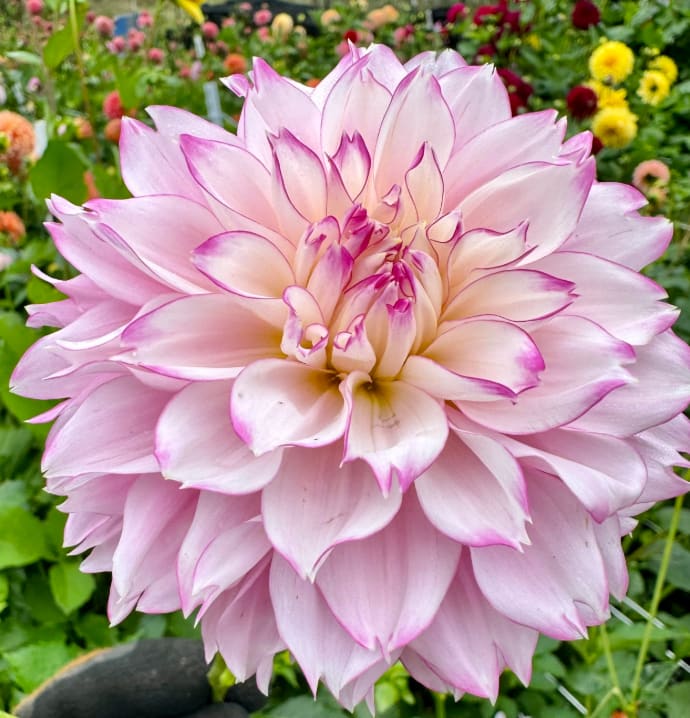Hollyhill Pinkie