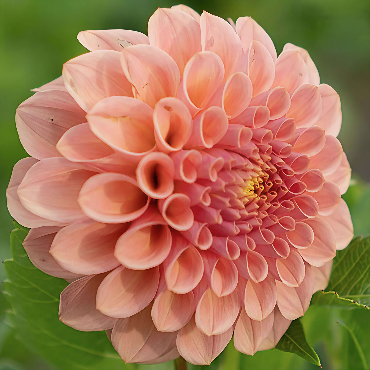 Burfoot Desert Rose
