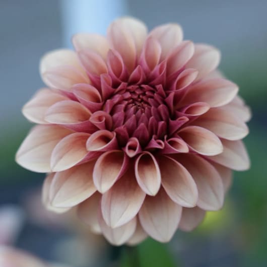 RM Rose Gold