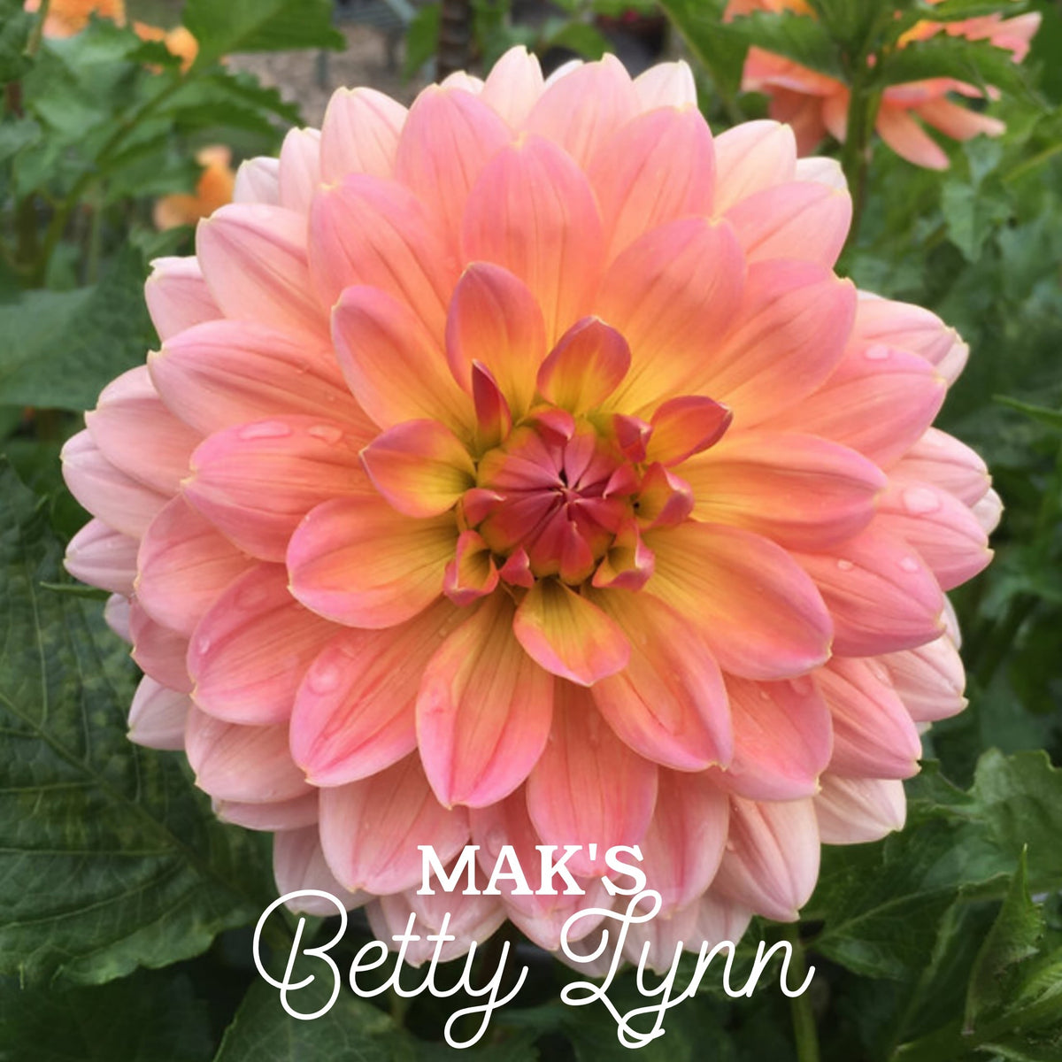Maks Betty Lynn